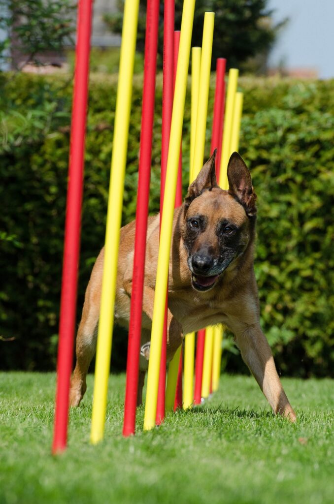 agility, slalom, malinois